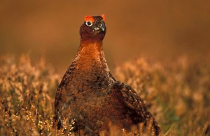 red grouse