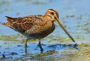 common-snipe