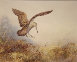 woodcock-painting